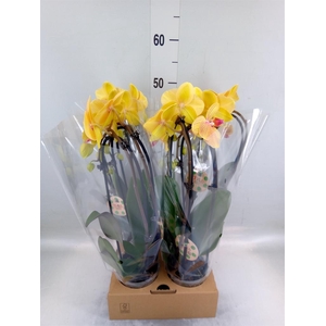 Phalaenopsis  'Elegant Cascade'