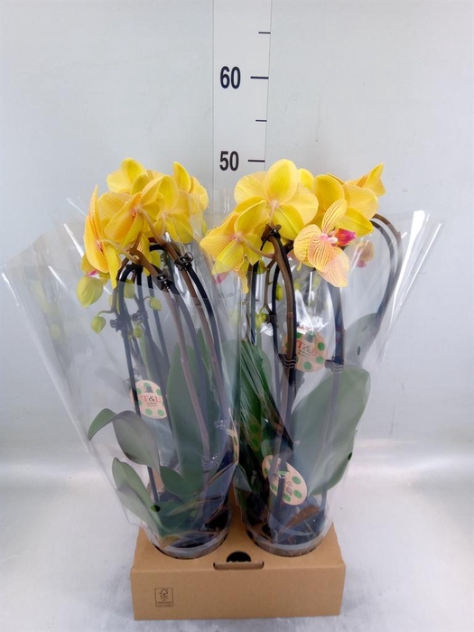 <h4>Phalaenopsis  'Elegant Cascade'</h4>