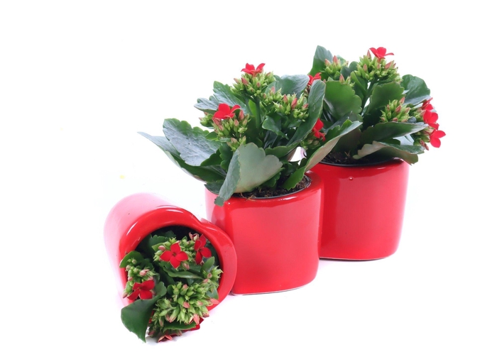 <h4>Kalanchoe rood in rode hartvorm</h4>
