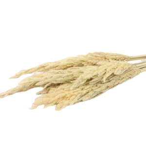 Bunch Cortaderia 10 Pcs