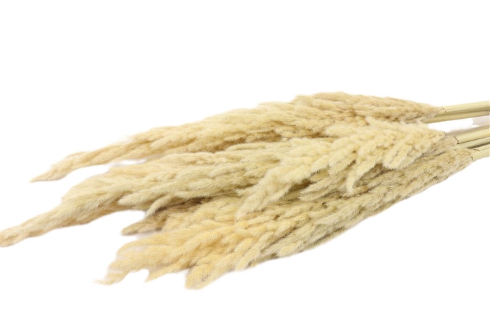 <h4>Bunch Cortaderia 10 Pcs</h4>