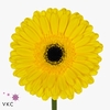 Gerbera diamond don leo
