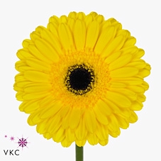 <h4>Gerbera diamond don leo</h4>