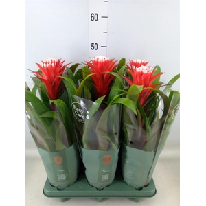 Guzmania  'Hope'