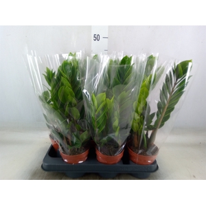 Zamioculcas zamiifolia