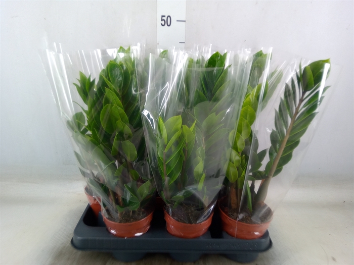 <h4>Zamioculcas zamiifolia</h4>