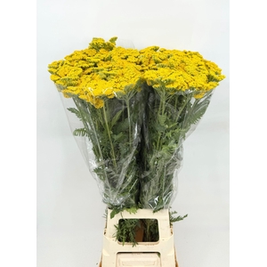 Achillea Parker Yellow