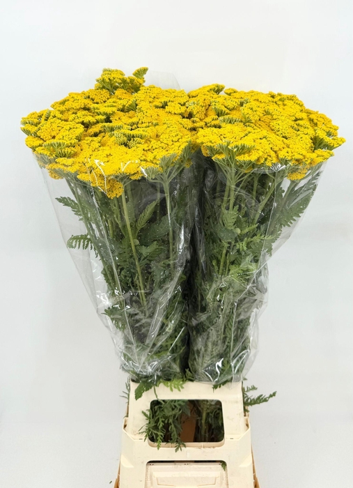 <h4>Achillea Parker Yellow</h4>