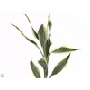 Sanderiana Variegata 50 Cm