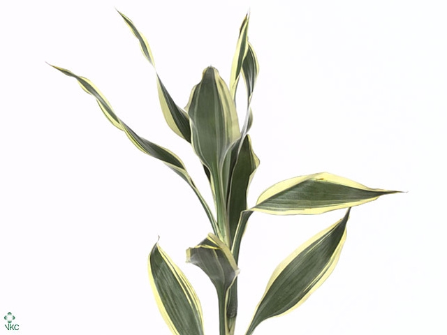 Sanderiana Variegata 50 Cm