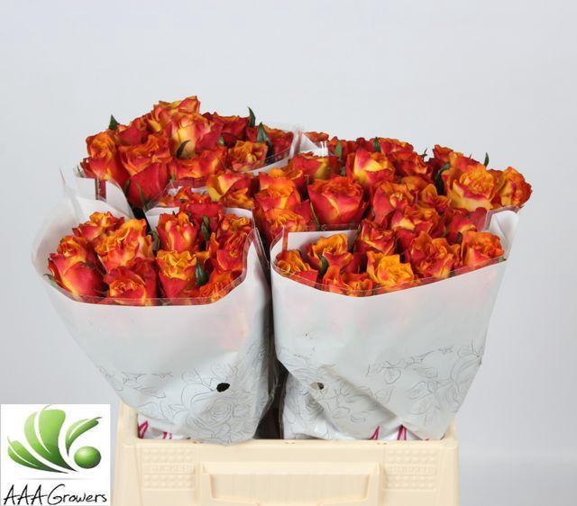 <h4>R GR DOWNTOWN!</h4>