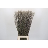 Salix Caprea Snow Flake Premium