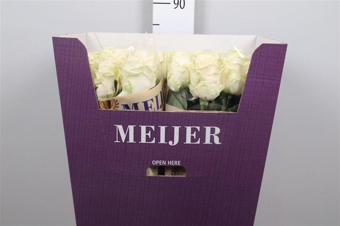 <h4>R Gr Four Seasons+</h4>