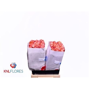 R Gr Coral Reef Ec