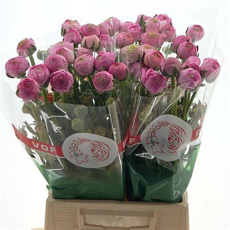 <h4>Ran Aazur Light Pink</h4>