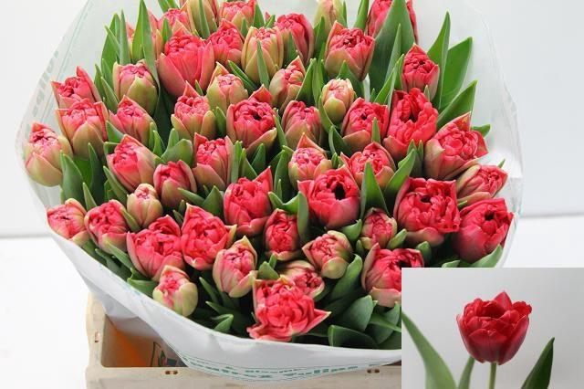 <h4>TU DU DOUBLE TWIST</h4>