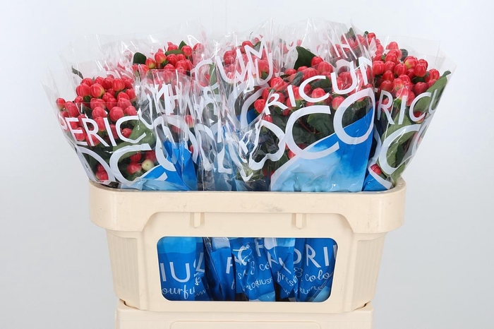 <h4>Hyp Coco Tango</h4>