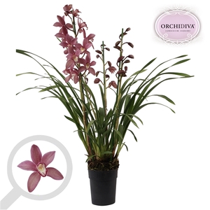 Cymbidium donker roze 4 tak