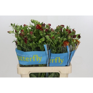 Ranunculus Butterfly Satyros