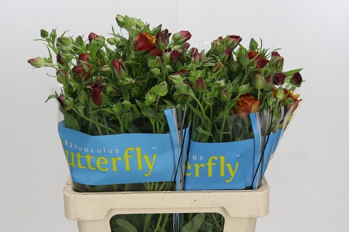 Ranunculus Butterfly Satyros