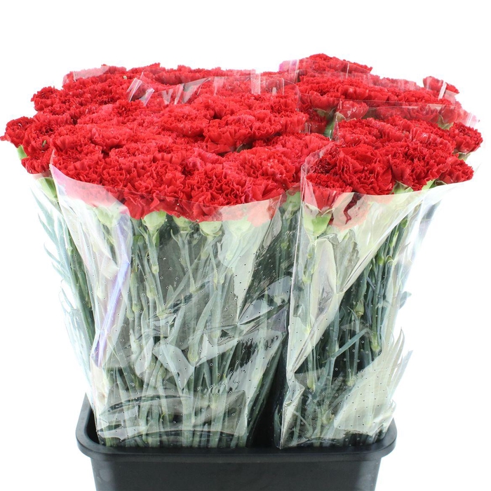 <h4>Di St Arona Red X 160</h4>