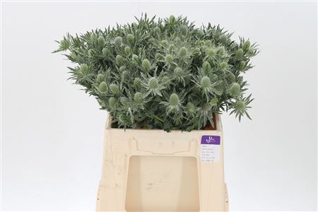 <h4>Eryngium Sirius Qstar</h4>