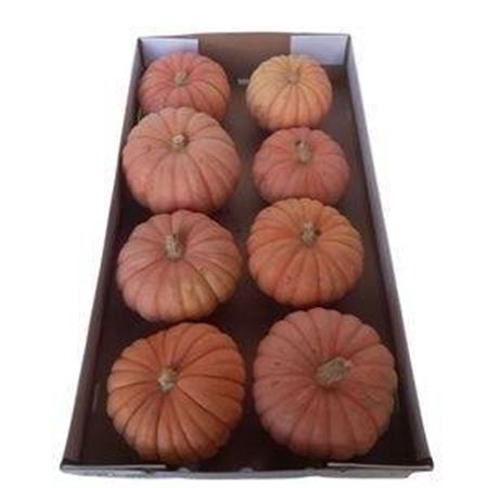 Sier Cuc P Miss Sophie Pink X12