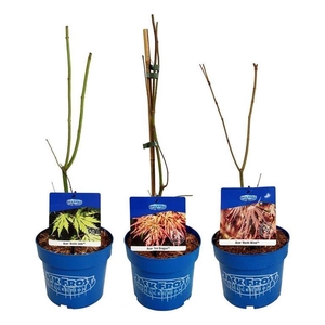 Mixlaag Acer JACK FROST® collection