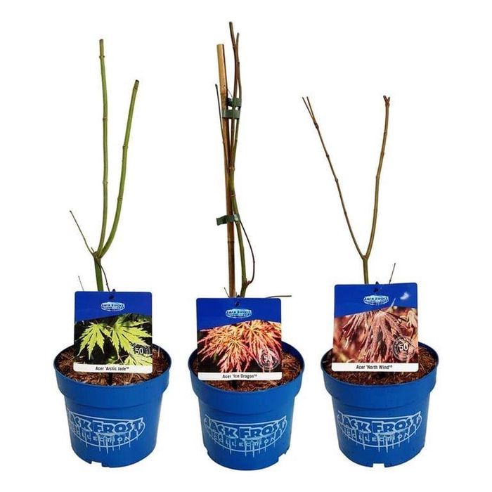 <h4>Mixlaag Acer JACK FROST® collection</h4>