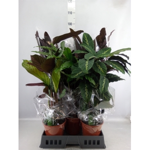 Calathea   ...mix