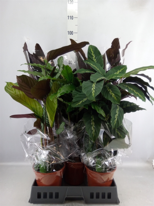 <h4>Calathea   ...mix</h4>