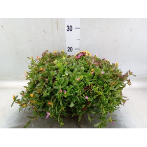 Portulaca   ...