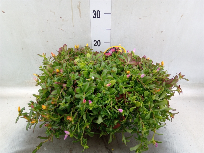 <h4>Portulaca   ...</h4>