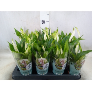Spathiphyllum  'Pearl Cupido'