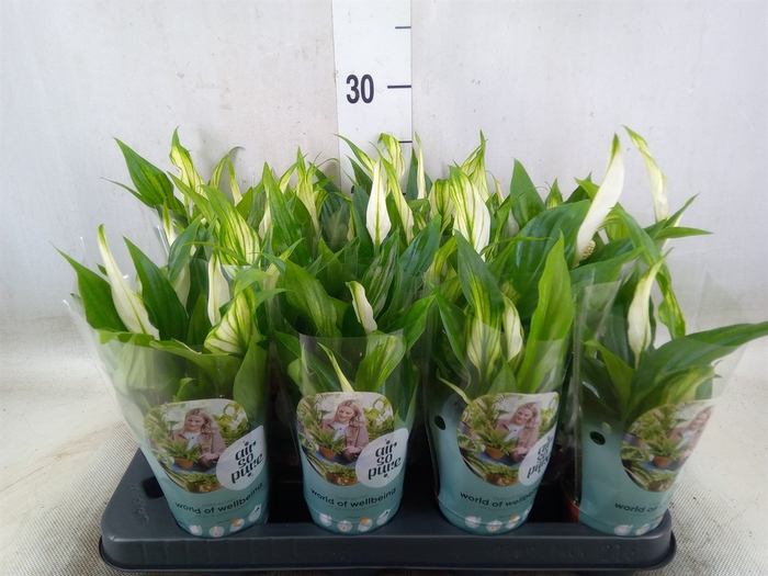 <h4>Spathiphyllum  'Pearl Cupido'</h4>