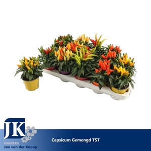 Capsicum gemengd