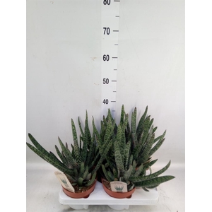 Gasteria carinata var. verrucosa