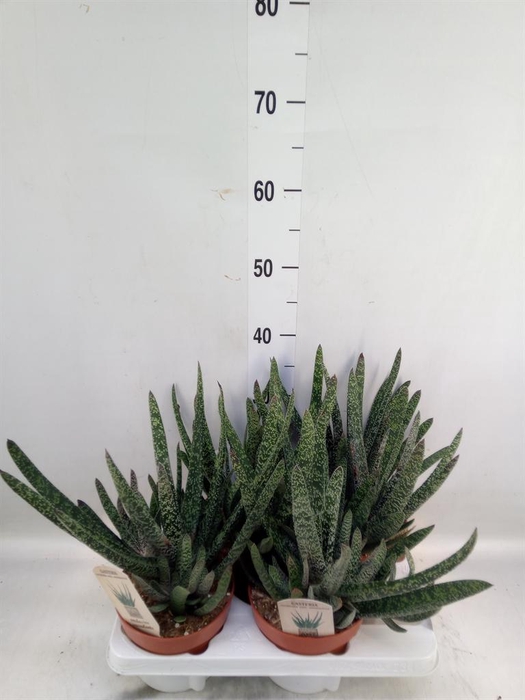 <h4>Gasteria carinata var. verrucosa</h4>