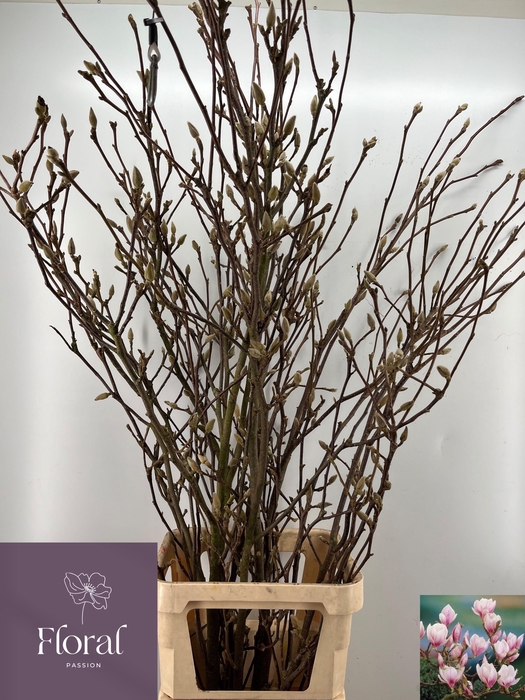 <h4>MAGNOLIA GRANDIFLORA</h4>