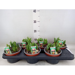 Tulipa   ...mix in pot