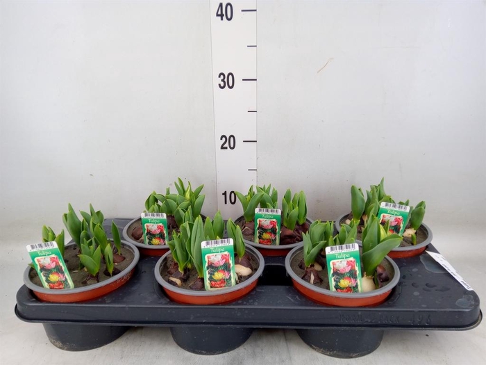 <h4>Tulipa   ...mix in pot</h4>