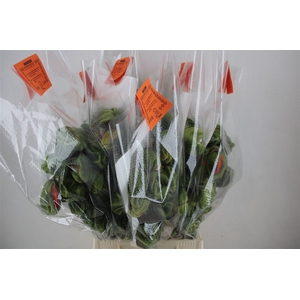 Papaver Mixed Super P Stem