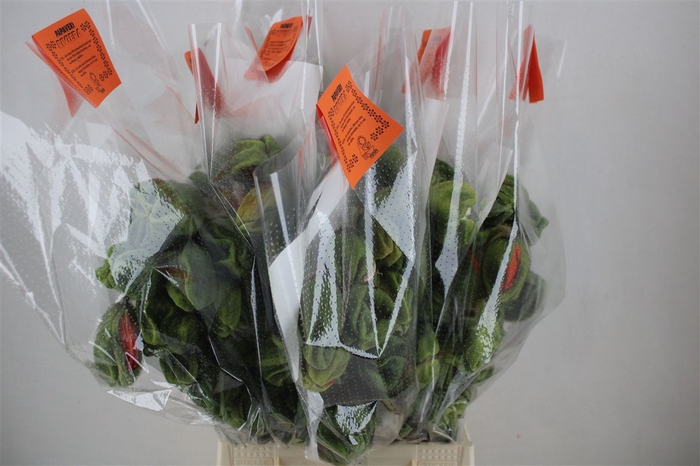 <h4>Papaver Mixed Super P Stem</h4>