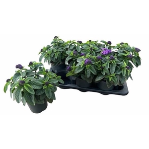HELIO ARB NAUTI BLUE