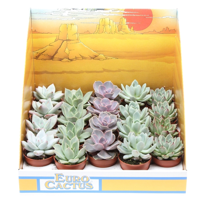 <h4>Echeveria mix in showdoos</h4>