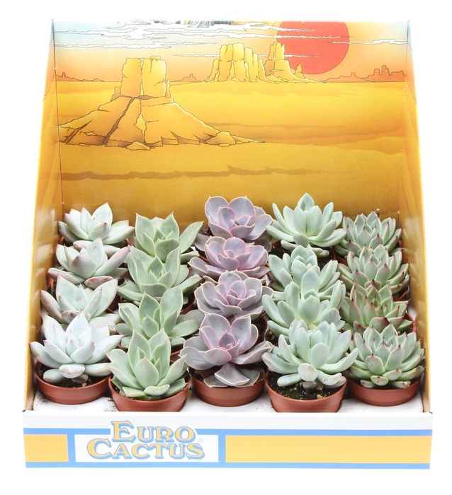 <h4>Echeveria mix in showdoos</h4>