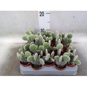 Opuntia microdasys 'Albispina'