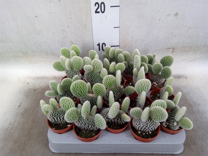 <h4>Opuntia microdasys 'Albispina'</h4>
