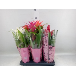 Bromelia   ...mix