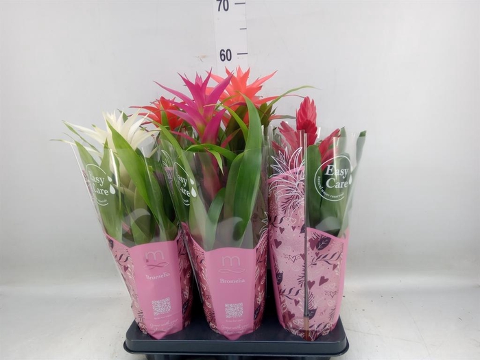 <h4>Bromelia   ...mix</h4>
